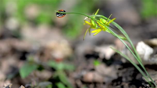 Coccinella rossa — Video Stock