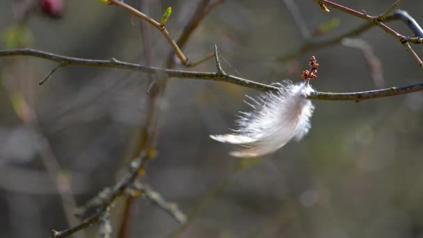 Plume d'oiseau — Video