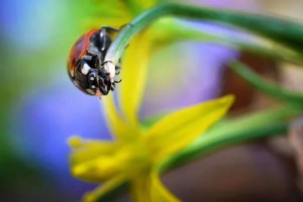 Coccinella rossa — Foto Stock