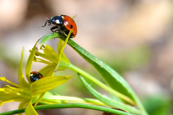 Coccinella rossa — Foto Stock