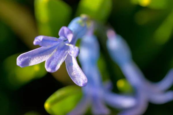 Giacinto viola — Foto Stock