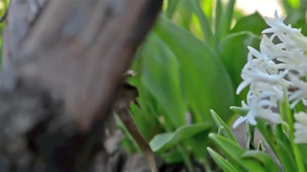 White hyacinth — Stock Video