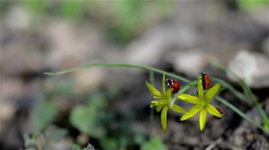 kırmızı uğur böceği