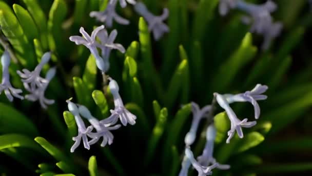 Purple hyacinth — Stock Video