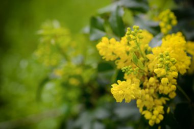 candlebush, vahşi bir sarı çiçek