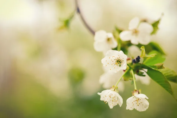 Fiore di ciliegio — Foto Stock