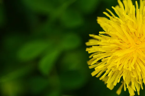 Sarı karahindiba — Stok fotoğraf