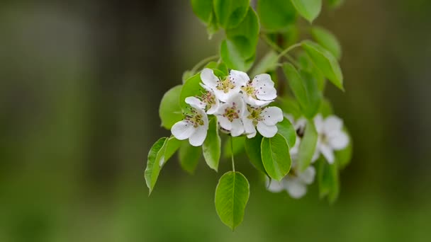 Cherry blossoms — Stock Video