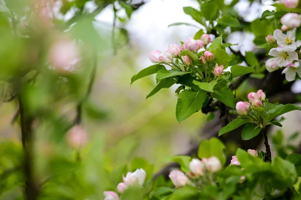 Fiori di mele — Foto Stock