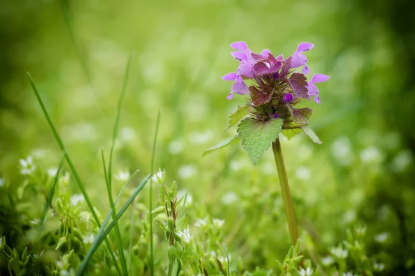 Mor vahşi leylak çiçeği — Stok fotoğraf