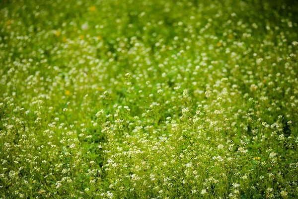 Campo de flores blancas —  Fotos de Stock