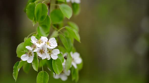 Flores de cerezo — Vídeo de stock