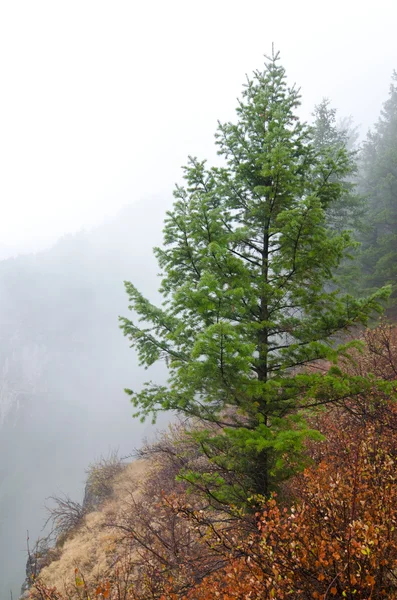 Lone pine — Stockfoto