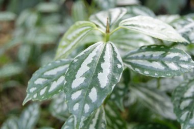 Yeşil yapraklar ekin