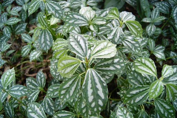 Planta hojas verdes — Foto de Stock