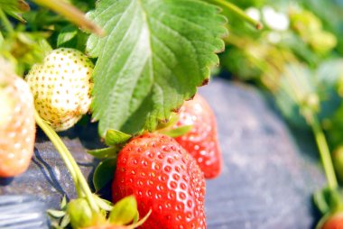 meyve çilek, büyüme