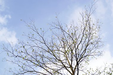 Çiçekler ve dalları