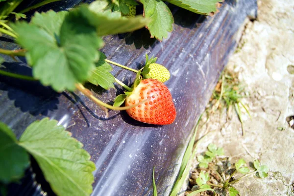 Morango — Fotografia de Stock