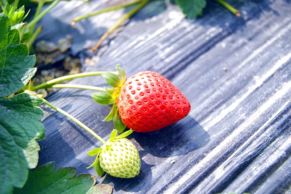 Erdbeere, Wachstum im Obstgarten — Stockfoto