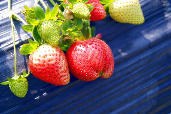 Erdbeere, Wachstum im Obstgarten — Stockfoto