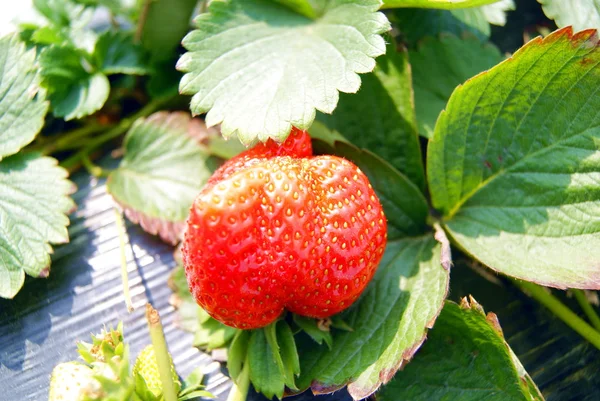 Erdbeere, Wachstum im Obstgarten — Stockfoto