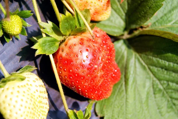 Erdbeere, Wachstum im Obstgarten — Stockfoto