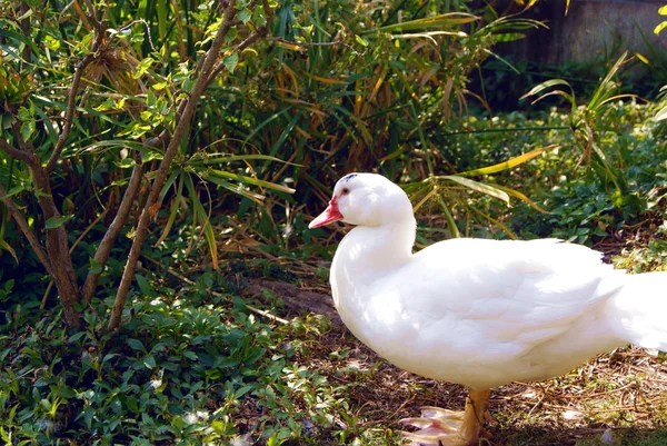 Canards dans les loisirs — Photo