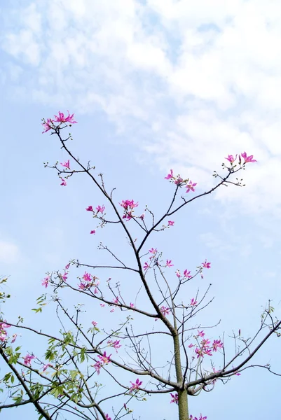 Die Blumen und die Zweige — Stockfoto