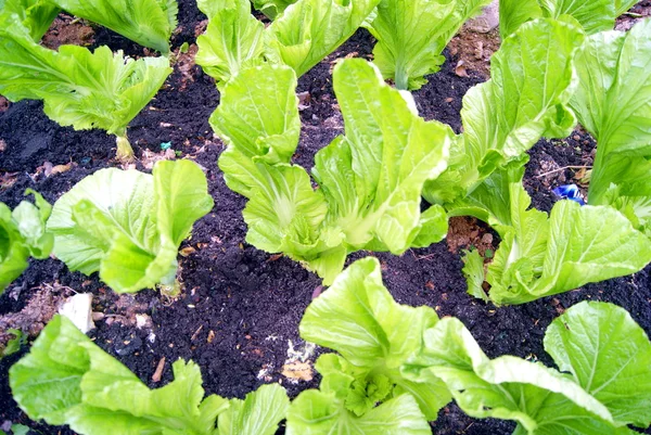 Champ de légumes — Photo