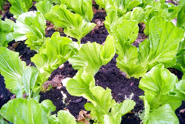 Champ de légumes — Photo