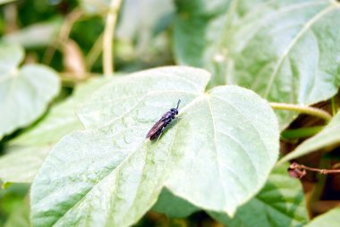 yeşil yaprakları ve sinekler