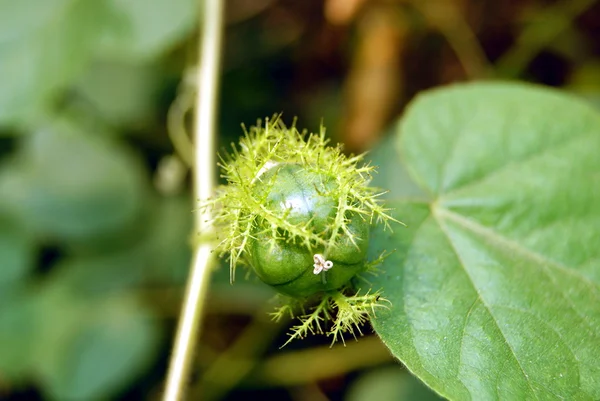 Wilde Wassermelone — Stockfoto