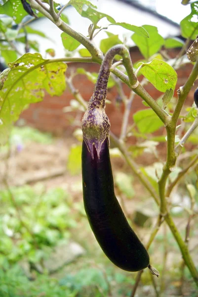 Aubergine groeit in het veld — Stockfoto