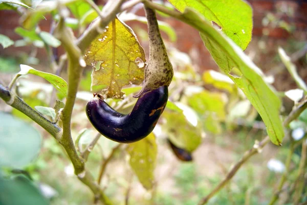 Eggplant is growing in the field — Stock Photo, Image