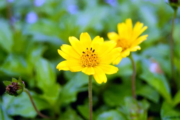 Gelbe kleine Chrysantheme lizenzfreie Stockfotos