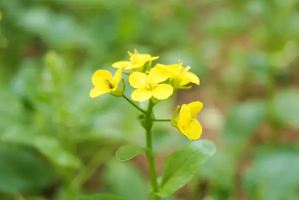 Verdure verdi — Foto Stock