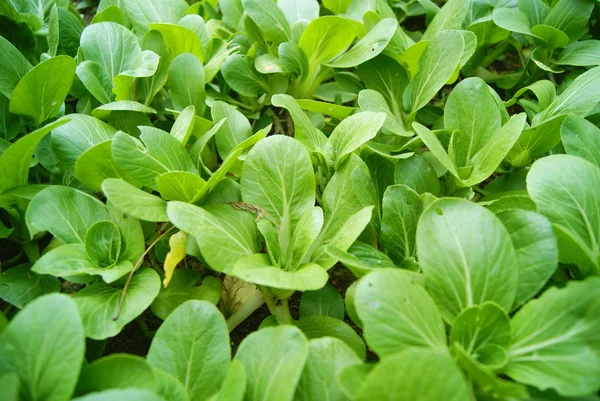 Produtos hortícolas verdes — Fotografia de Stock