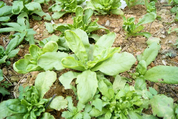 Green vegetables — Stock Photo, Image