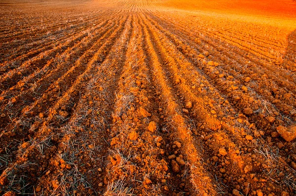 Plowed field crops — Stock Photo, Image