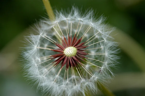 Dandelion blown off some branches — Stock Photo, Image