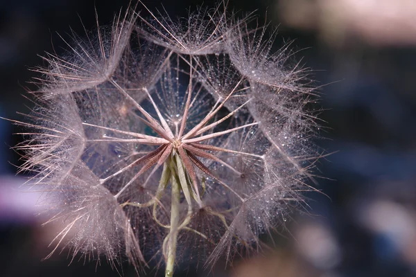 Macro with water droplets on a dandelion — Stock Photo, Image