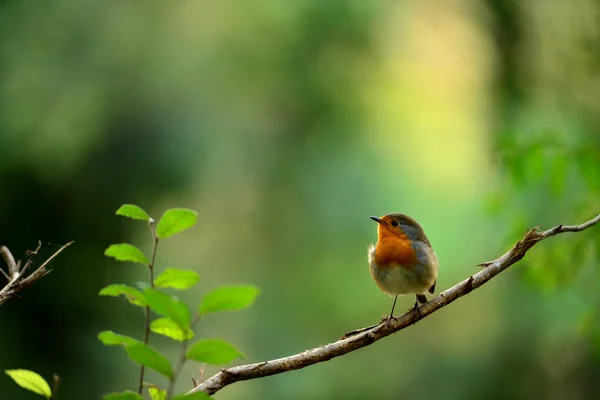 Robin des bois sur branche sèche — Photo