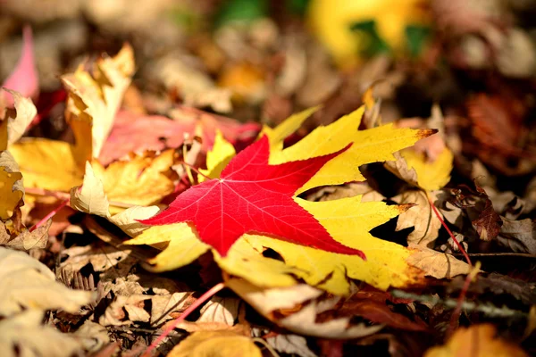 Red and yellow maple leaf on dry leaves — Stock Photo, Image