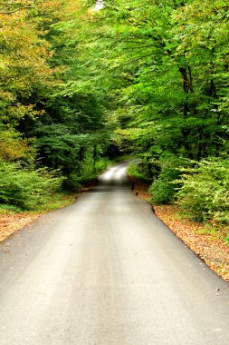 yol çok güzel orman views