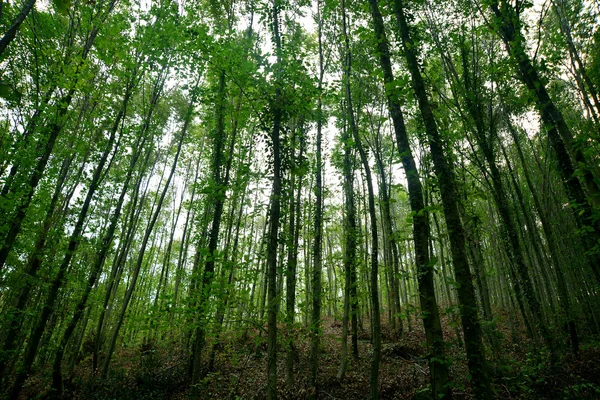 Floresta densa longa e fina de árvores — Fotografia de Stock