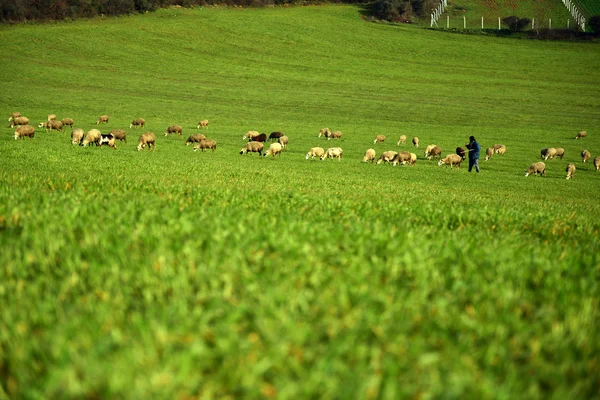 羊の放牧の羊飼いと豊富な牧草地 — ストック写真