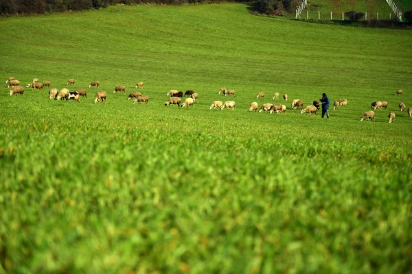 Sheep Grazing shepherd and extensive pasture — Stock Photo, Image