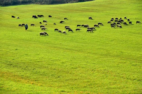 羊の放牧の羊飼いと豊富な牧草地 — ストック写真