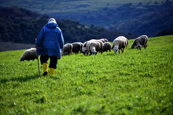 Legelő juhok shepherd és legelő — Stock Fotó