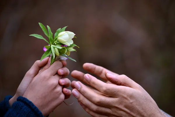 Mano del niño dando flores a su padre —  Fotos de Stock